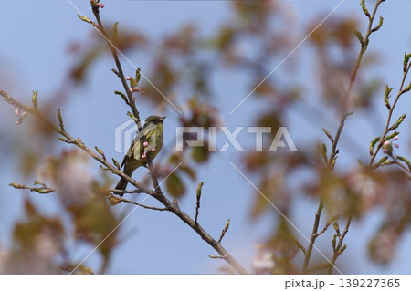 桜の枝にとまるアオジ 桜の枝にとまるアオジ 139227365