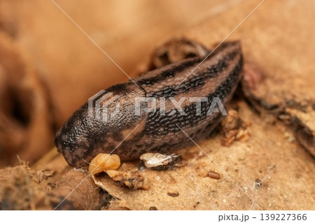 Closeup Macro shot of a Leopard or spotted slug, Limax maximus hiding on debris on the ground Closeup Macro shot of a Leopard or spotted slug, Limax maximus hiding on debris on the ground 139227366