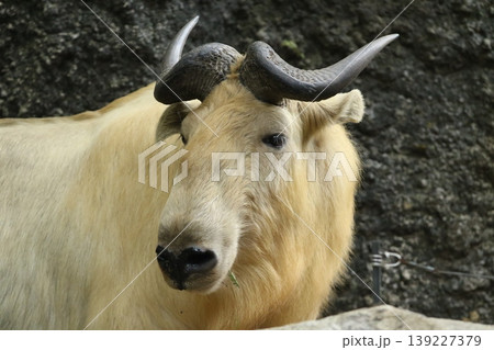 中国三大珍獣ゴールデンターキンの正面ポートレート(希少動物・角のある哺乳類) 中国三大珍獣ゴールデンターキンの正面ポートレート(希少動物・角のある哺乳類) 139227379