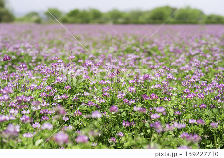 広大なレンゲ畑の背景素材 広大なレンゲ畑の背景素材 139227710