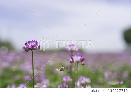 広大なレンゲ畑の背景素材 広大なレンゲ畑の背景素材 139227713