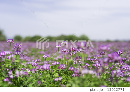 広大なレンゲ畑の背景素材 広大なレンゲ畑の背景素材 139227714
