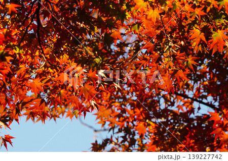 法然院境内の楓の紅葉 法然院境内の楓の紅葉 139227742