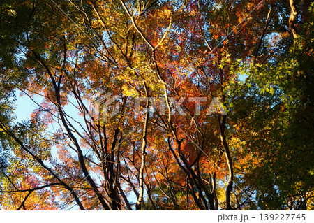 法然院境内の楓の紅葉 法然院境内の楓の紅葉 139227745