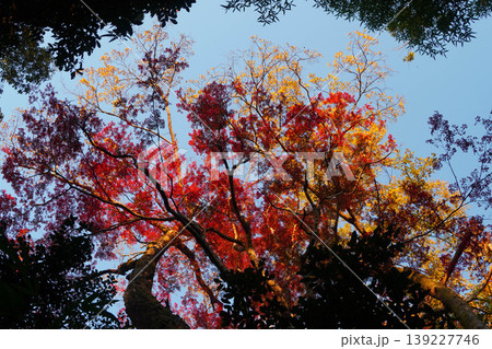 法然院境内の楓の紅葉 139227746