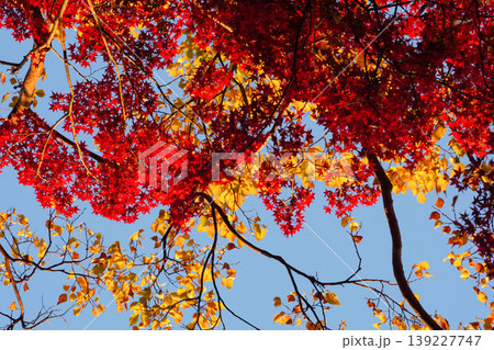 法然院境内の楓の紅葉 139227747