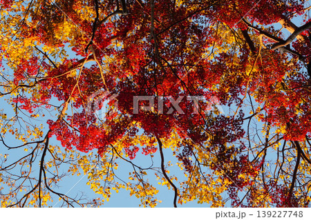 法然院境内の楓の紅葉 139227748