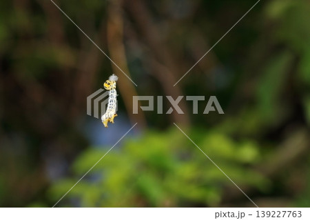 自ら糸を吐いて樹木の枝に登っているヒロオビトンボエダシャク蛾の幼虫 139227763