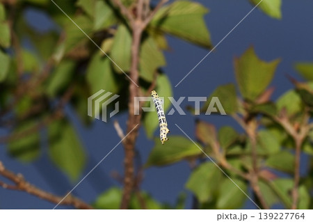 自ら糸を吐いて樹木の枝に登っているヒロオビトンボエダシャク蛾の幼虫 139227764