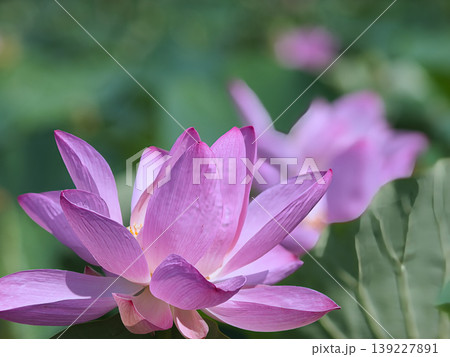 蓮の花のある風景 139227891