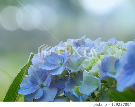 青い紫陽花 139227894