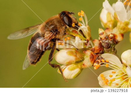Closeup on a dronefly, Eristalis tenax feeding on white blossoming Blackthorn flowers , Prunus spinosa 139227918