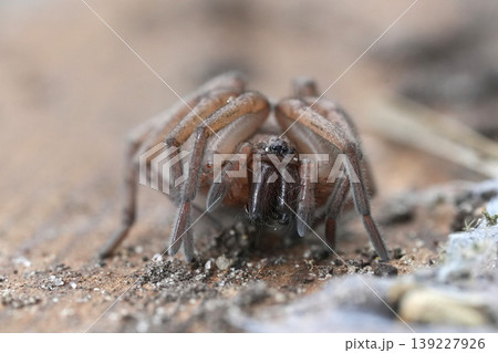 Close-up of a Common Ground Clubiona spider on a Textured Surface with Detailed Legs and Body Structure Close-up of a Common Ground Clubiona spider on a Textured Surface with Detailed Legs and Body Structure 139227926
