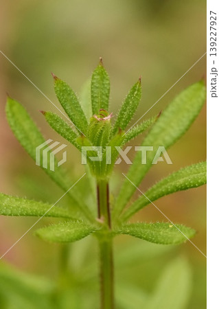 Closeup on leaves of the catchweed bedstraw , Galium aparine, also known as cleavers, grip grass, sticky willy. Hooks on fruit attach to clothing to disperse seeds. Closeup on leaves of the catchweed bedstraw , Galium aparine, also known as cleavers, grip grass, sticky willy. Hooks on fruit attach to clothing to disperse seeds. 139227927