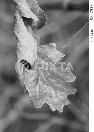 Monochrome close-up of a lone dry oak leaf, curled and withered, against a soft blurred background Monochrome close-up of a lone dry oak leaf, curled and withered, against a soft blurred background 139227932
