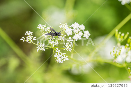 シャクの蜜を食べるハグロケバエ シャクの蜜を食べるハグロケバエ 139227953