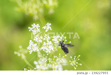 シャクの蜜を食べるハグロケバエ 139227955