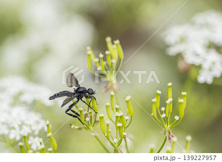 シャクの蜜を食べるハグロケバエ シャクの蜜を食べるハグロケバエ 139227957