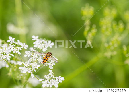 シャクの花粉を食べるホソヒラタアブ シャクの花粉を食べるホソヒラタアブ 139227959