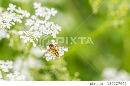 シャクの花粉を食べるホソヒラタアブ 139227961