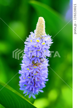 ポンテデリア コルダタ ナガバミズアオイ ピッケルウィード (Pontederia cordata) ポンテデリア コルダタ ナガバミズアオイ ピッケルウィード (Pontederia cordata) 139228021