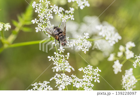 シャクの花にとまるトガリハリバエ　 139228097