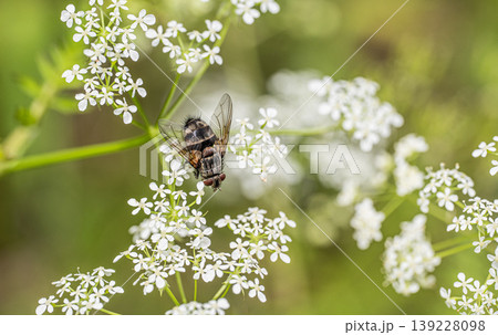 シャクの花にとまるトガリハリバエ　 139228098