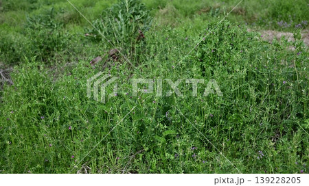 空き地 荒地 雑草 土地 vacant lot 空き地 荒地 雑草 土地 vacant lot 139228205