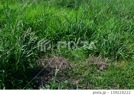 空き地 荒地 雑草 土地 vacant lot 空き地 荒地 雑草 土地 vacant lot 139228222