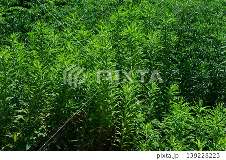 空き地 荒地 雑草 土地 vacant lot 空き地 荒地 雑草 土地 vacant lot 139228223