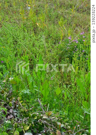 空き地 荒地 雑草 土地 vacant lot 空き地 荒地 雑草 土地 vacant lot 139228224