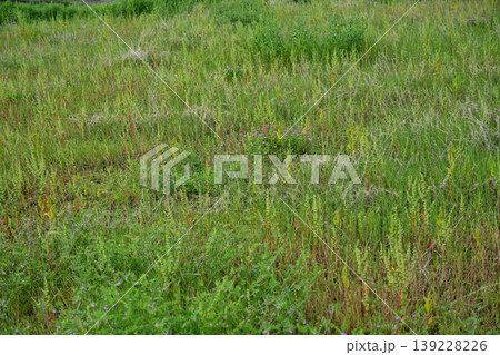 空き地　荒地　雑草　土地　vacant lot 139228226