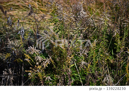 空き地 荒地 雑草 土地 vacant lot 空き地 荒地 雑草 土地 vacant lot 139228230