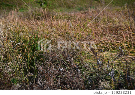 空き地 荒地 雑草 土地 vacant lot 空き地 荒地 雑草 土地 vacant lot 139228231