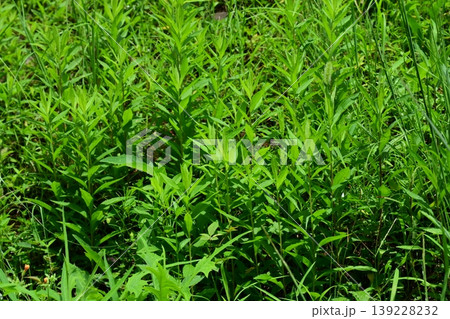 空き地 荒地 雑草 土地 vacant lot 空き地 荒地 雑草 土地 vacant lot 139228232