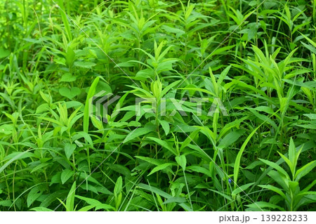 空き地 荒地 雑草 土地 vacant lot 空き地 荒地 雑草 土地 vacant lot 139228233