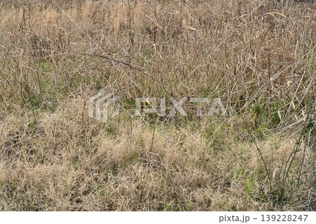 空き地 荒地 雑草 土地 vacant lot 空き地 荒地 雑草 土地 vacant lot 139228247