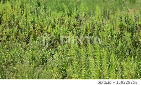 空き地 荒地 雑草 土地 vacant lot 空き地 荒地 雑草 土地 vacant lot 139228255