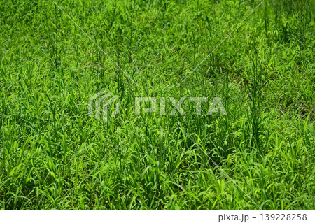 空き地 荒地 雑草 土地 vacant lot 空き地 荒地 雑草 土地 vacant lot 139228258