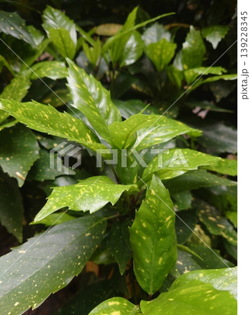 アオキ（フイリアオキ：Aucuba japonica） 139228345