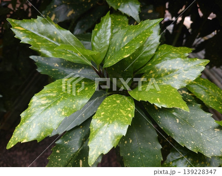 アオキ(フイリアオキ:Aucuba japonica) アオキ(フイリアオキ:Aucuba japonica) 139228347