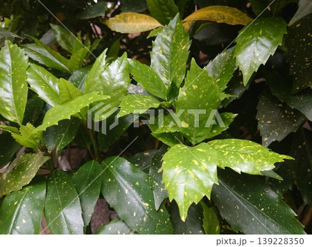 アオキ(フイリアオキ:Aucuba japonica) アオキ(フイリアオキ:Aucuba japonica) 139228350