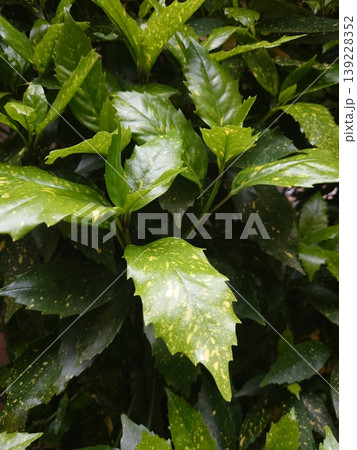 アオキ(フイリアオキ:Aucuba japonica) アオキ(フイリアオキ:Aucuba japonica) 139228352