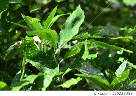 アオキ(フイリアオキ:Aucuba japonica) アオキ(フイリアオキ:Aucuba japonica) 139228358