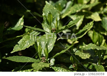 アオキ(フイリアオキ:Aucuba japonica) アオキ(フイリアオキ:Aucuba japonica) 139228359