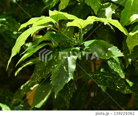 アオキ（フイリアオキ：Aucuba japonica） 139228362