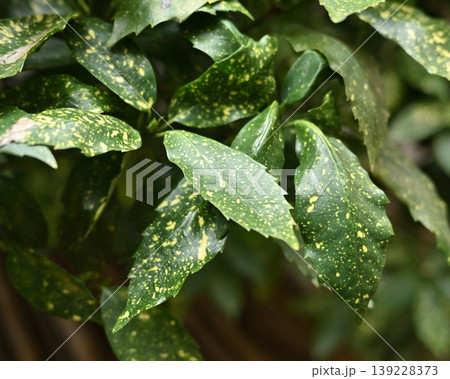 アオキ(フイリアオキ:Aucuba japonica) アオキ(フイリアオキ:Aucuba japonica) 139228373