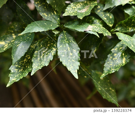 アオキ（フイリアオキ：Aucuba japonica） 139228374