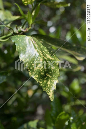 アオキ(フイリアオキ:Aucuba japonica) アオキ(フイリアオキ:Aucuba japonica) 139228375