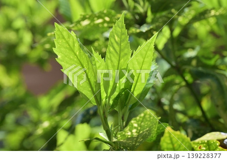 アオキ（フイリアオキ：Aucuba japonica） 139228377